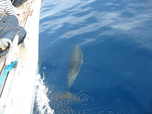 Delfin schwimmt beim Boot
