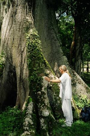 Heiliger Baum der Maya - CEIBA Baum