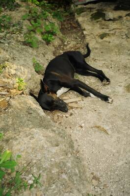 Hunde - Liebesboten in Chiapas